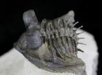 Amazing Tower-Eyed Erbenochile Trilobite - #24772-6
